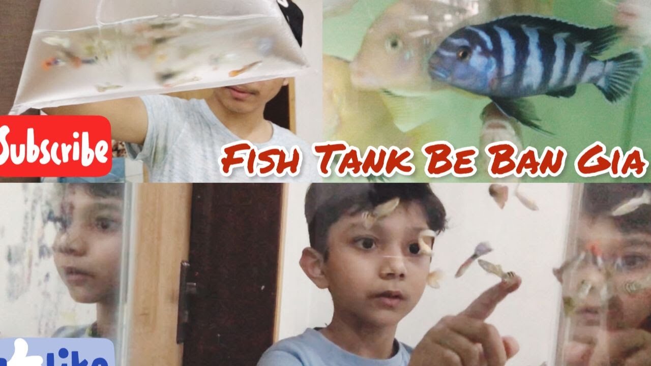 Fish Tank Be Ban Gia Fish Aquarium Tank Is Ready YouTube