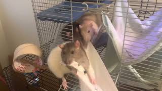 Ratties Rats Playing Tug Of War With Mom