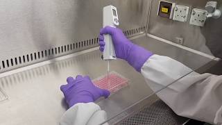 Cell proliferation and cytotoxicity assay