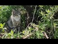 Cute 💮🦋Kitten🕊️ Plays 🐾With🦋 Butterfly😻