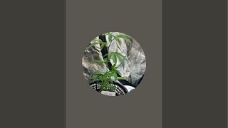 Stonerconnection is live! In the greenhouse