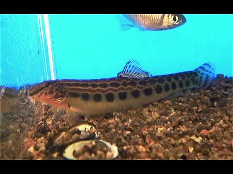 ヤマトシマドジョウ Cobitis Sp Yamato Species Complex Cobitis Biwae Species Complex Youtube ヤマトシマドジョウ Cobitis Sp Yamato Species Complex Cobitis Biwae Species Complex Youtube
