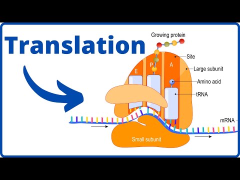 Video: Vem upptäckte översättning inom biologi?