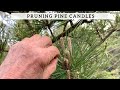 Pruning Pine Candles