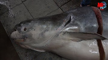 Cận cảnh cá tra dầu nặng 230kg