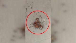 The Real Teamwork of Ants