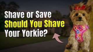 Shave or Save: Should You Shave Your Yorkie? ✂️🐕 by PawsPalace 10 views 3 weeks ago 2 minutes, 34 seconds