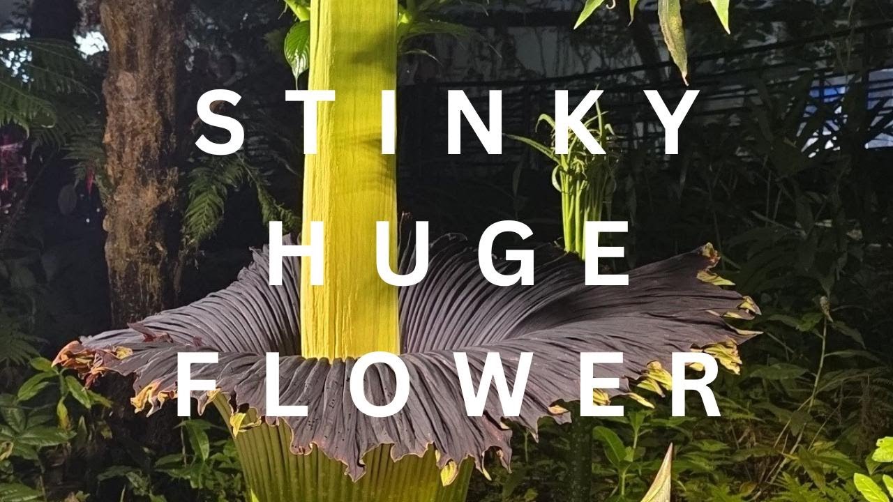 This Rare Flower STINKS