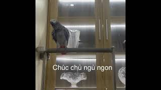 Vẹt xám KAKA #parrot #shortvideo #share #viral #video #xuhuongtiktok #xuhuong #dayvetnoi #vetxam