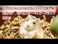 Hamster Babies Live Streaming Jan.23 薔薇です