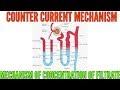 Counter current mechanism or Mechanism of Concentration of Filtrate