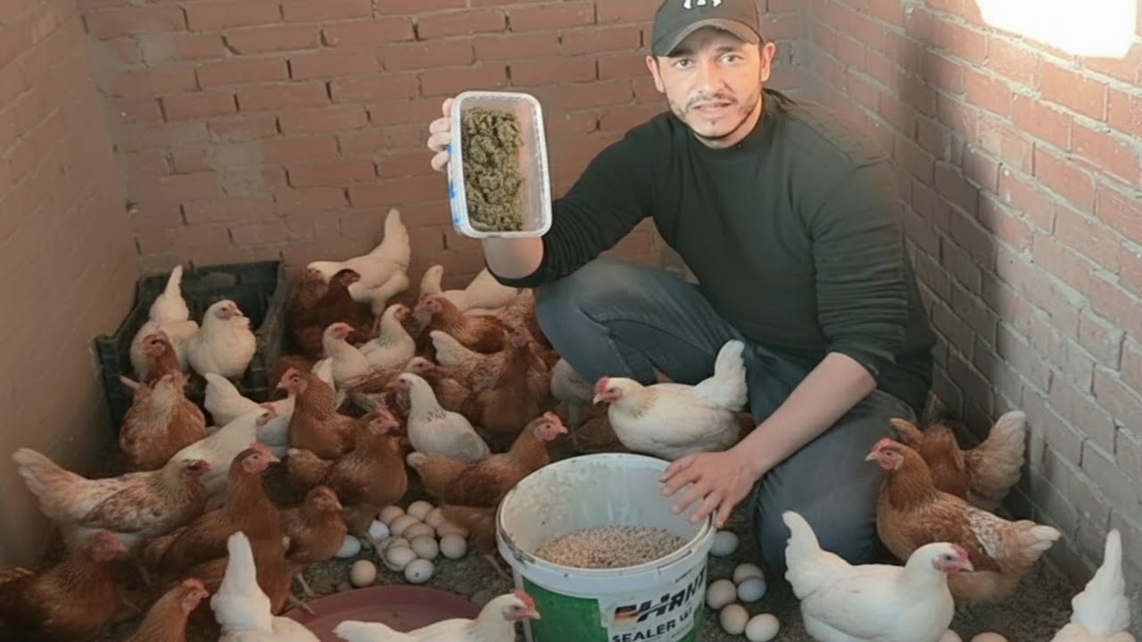 خلطه البشاير لزيادة إنتاج البيض ورفع مناعة الفراخ البلدي وزيادة حجم البيض وقول وداعا لانقطاع البيض 