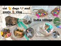 Cat goats and dogs vlog violation97sss india village youtube channel