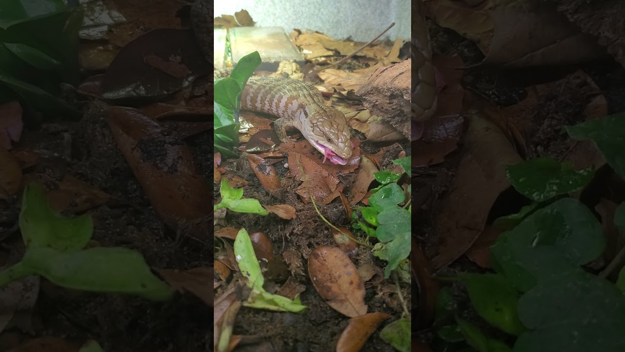 Blue Tongue Skink live feeding pinky mice