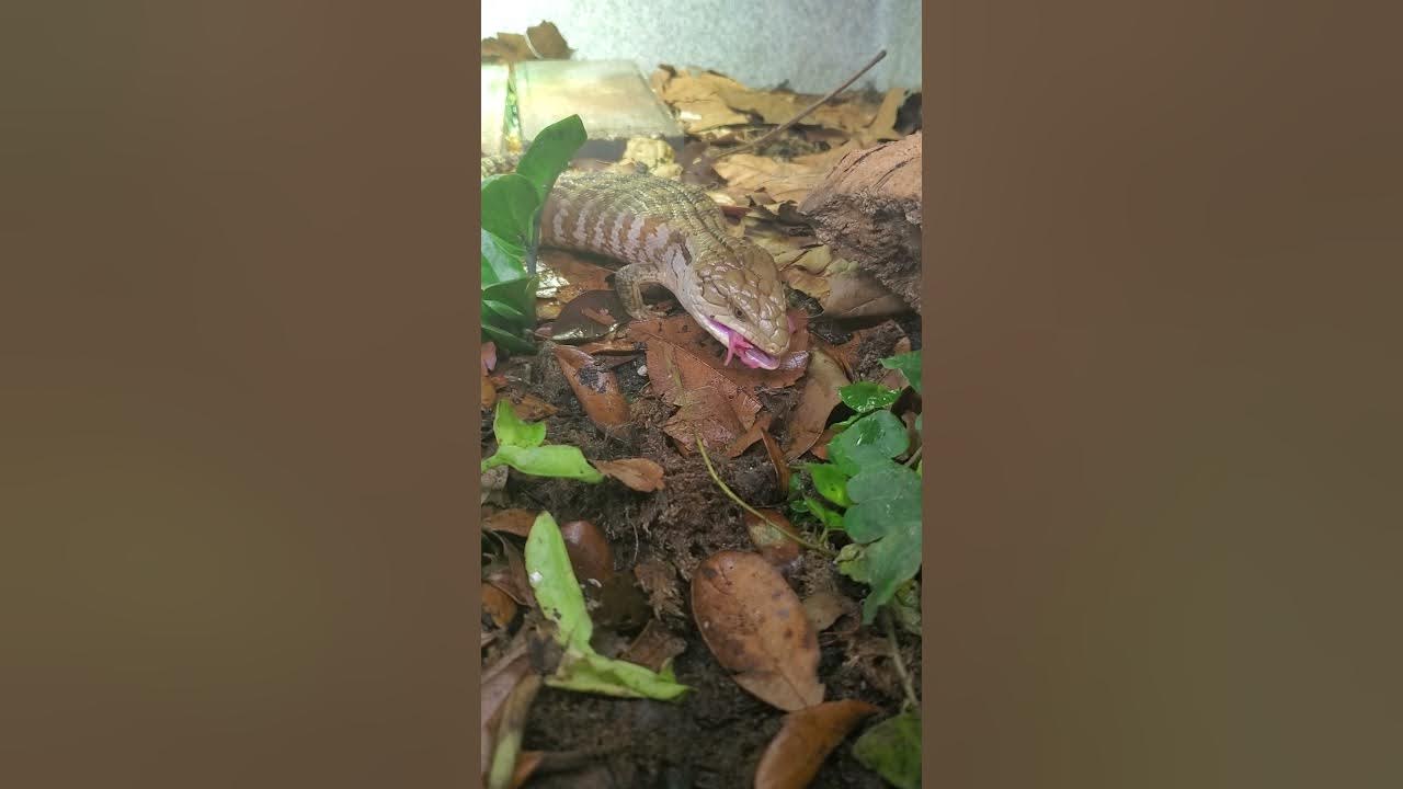 Blue Tongue Skink live feeding pinky mice YouTube