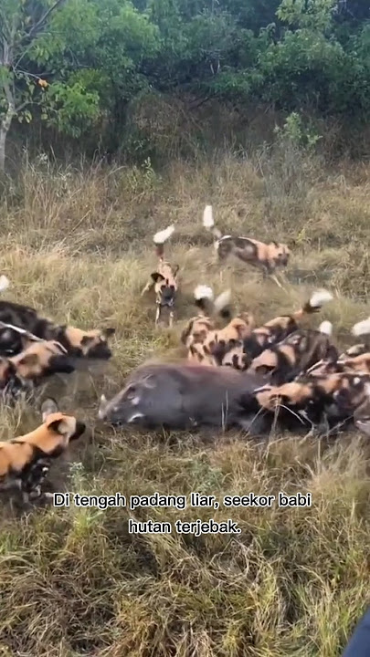 Wild Boar Surrounded! Deadly Attack by African Wild Dogs #shorts
