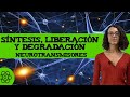 Síntesis, liberación y degradación de neurotransmisores 🧠