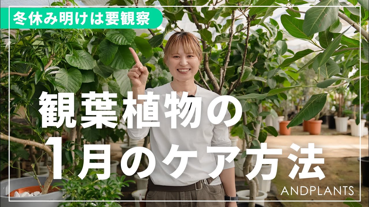 【お正月明け要チェック】1月の観葉植物の育て方｜確認したい冬越しポイント