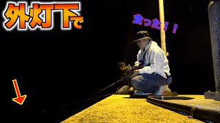 What big fish gather under the streetlights on remote