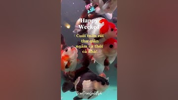 #shorts  Ngắm cá vàng Trontrongoldfish.