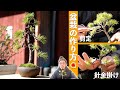 【初心者】盆栽の基本を学ぼう。五葉松のミニ盆栽編【盆栽Q】