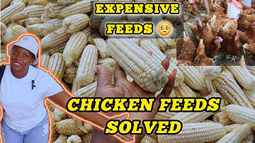 How I have solved the chicken *FEEDS problem on my Farm...*Stalk & Plant your own maize /feeds.