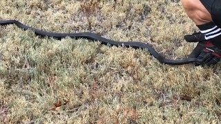 SNAKE WHISPERER by TexasReptileZoo 7,338 views 6 years ago 1 minute, 52 seconds