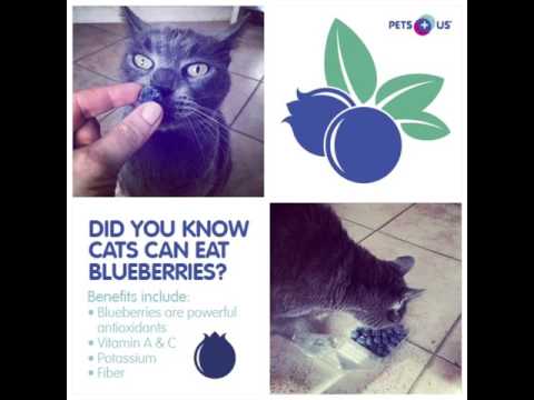 Wideo: Czy koty mogą mieć jagody?