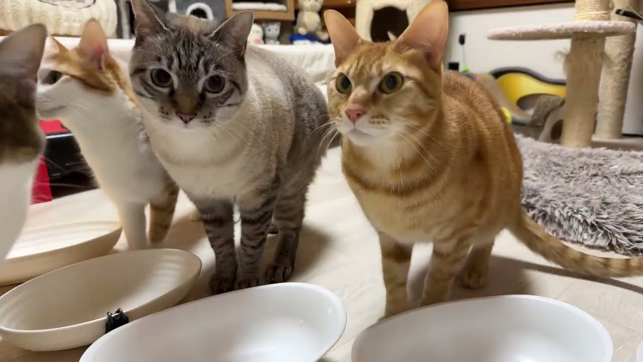 子猫部屋でオヤツタイム！仲良く食べる姿が可愛すぎる