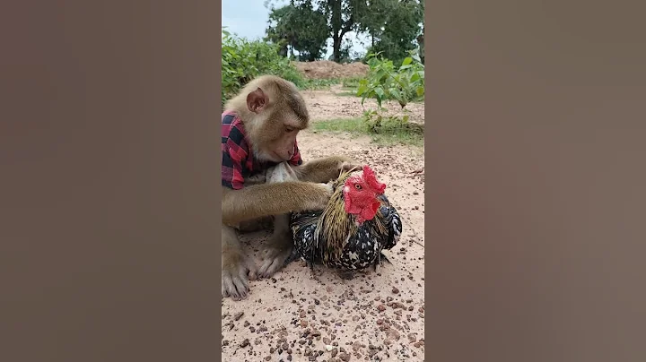 Best SokYaa Grooming ToTo Warmly #shorts