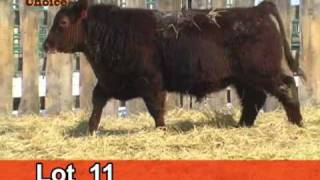 Lot 11 Cattleman's Choice 2011