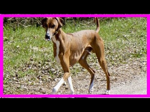 Video: Fünf beste Hunderassen aus Afrika