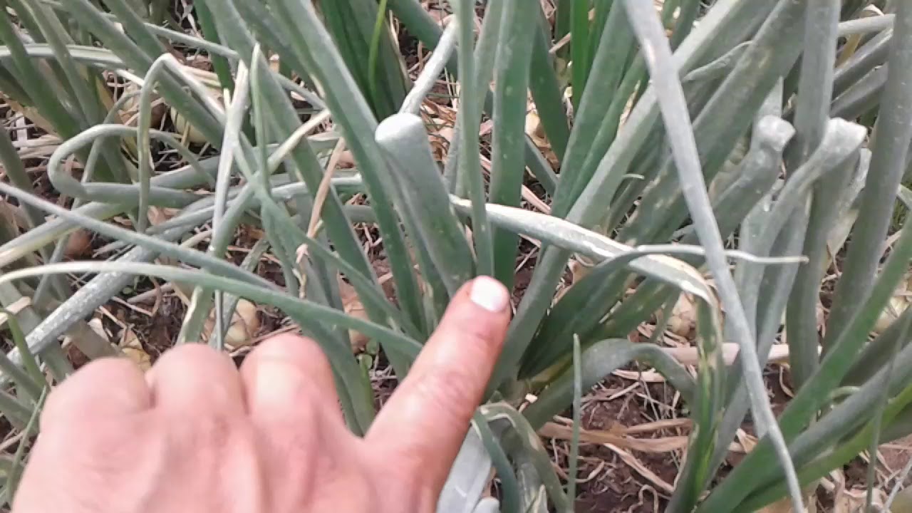 Cebolla cabezona Boyacá Colombia YouTube Cebolla cabezona Boyacá Colombia YouTube