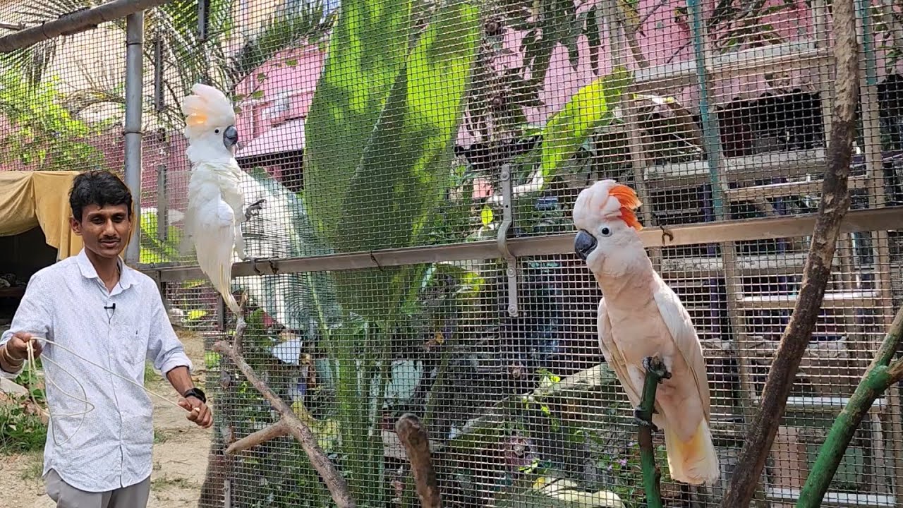 Birds Are Suffering A Lot In Extreme Heat / Our New Bird Aviary.