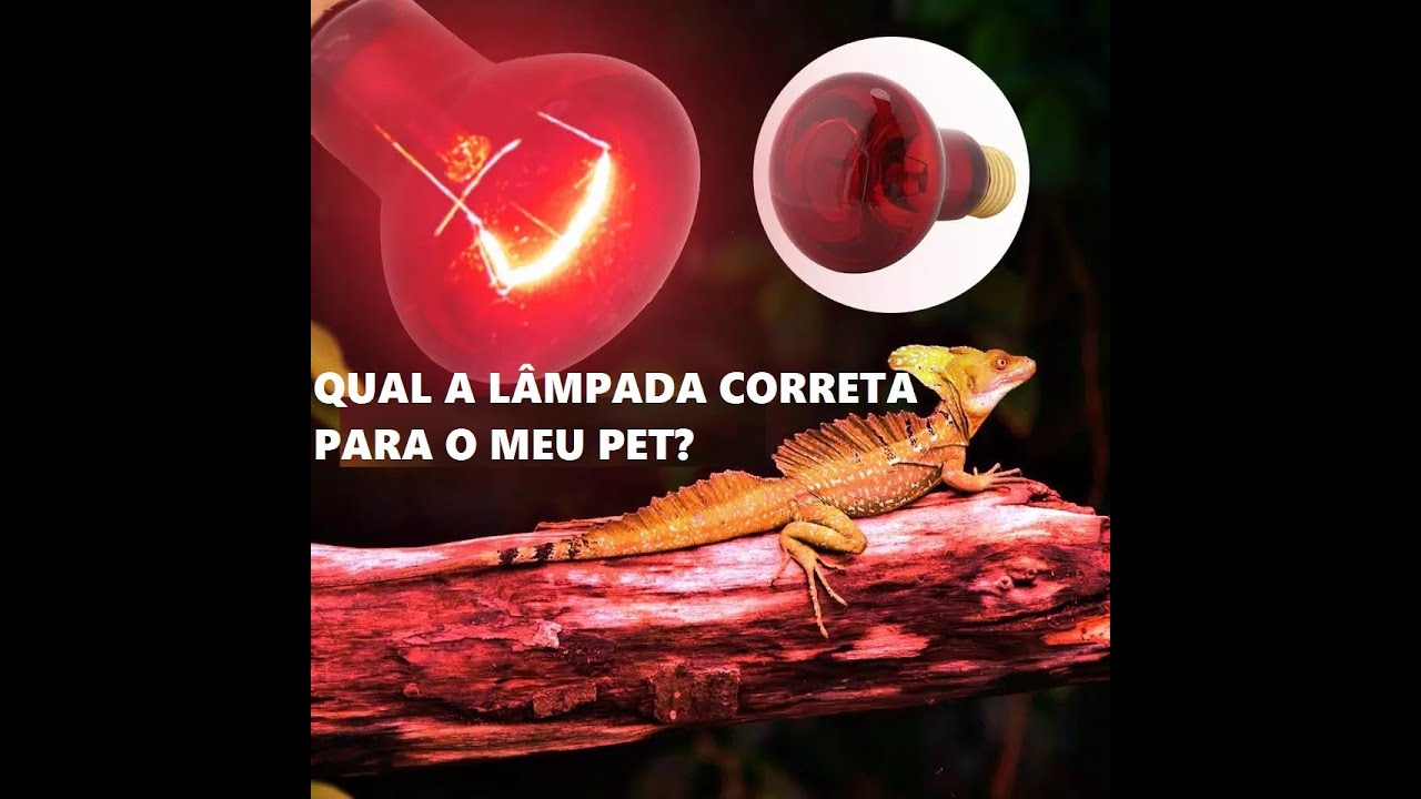 Qual a lâmpada correta para o meu pet?