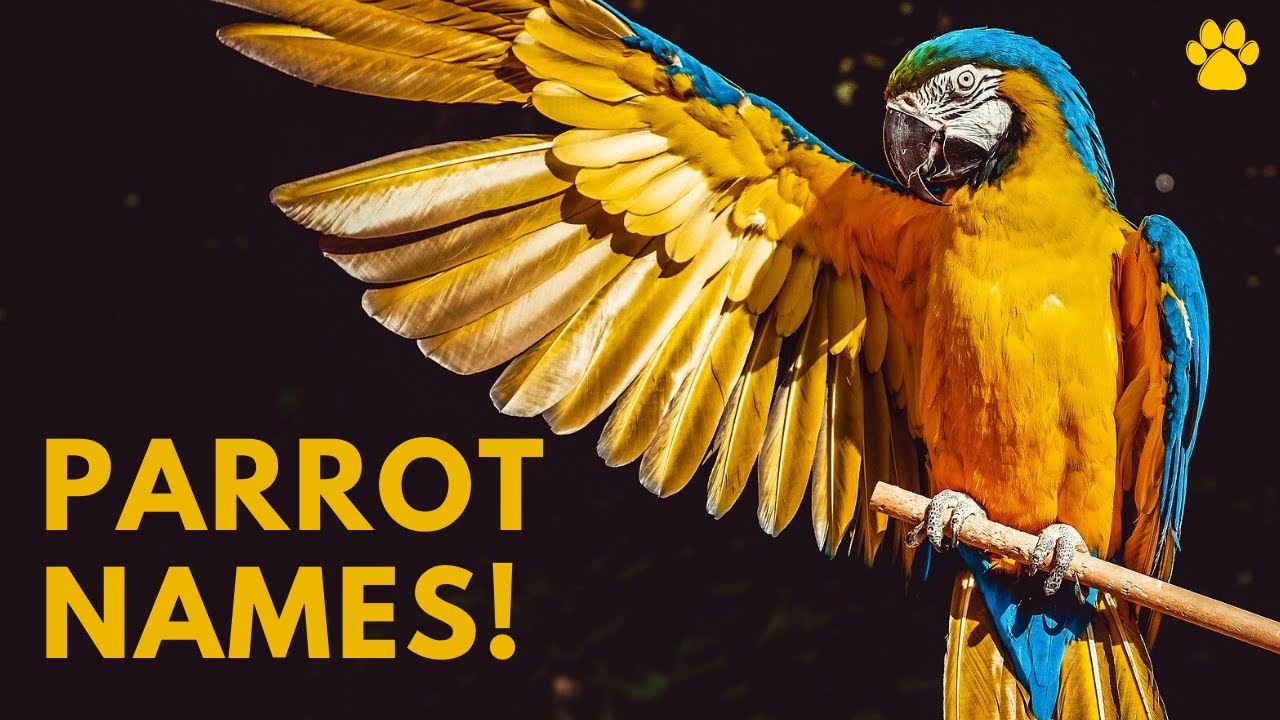 Parrots names. Parrot names. Name for Parrot. Проект my favourite Pet Parrot.