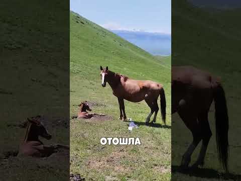 Лошадь РЫДАЛА когда жеребёнок ЗАСТРЯЛ в норе😢🔥🐴