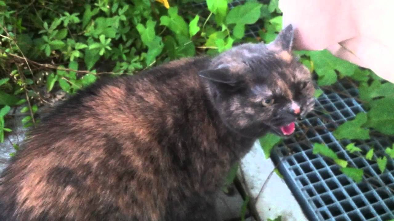 Gatto Che Soffia YouTube
