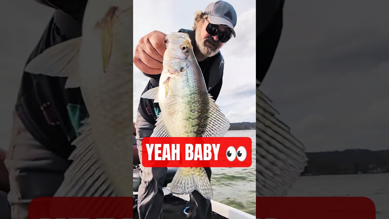 I Love a Good Crappie Catch #fishing #shorts