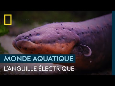 Vidéo: Une anguille électrique est-elle un poisson ?