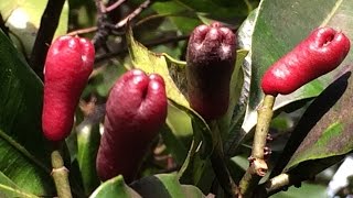 clove fruits and seeds (Syzygium aromaticum)