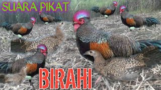 Download lagu SUARA PIKAT AYAM HUTAN || MUBAL....!!!