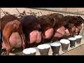 Highly milking alpine goats breed 11 kg milk per day by capril caprivama