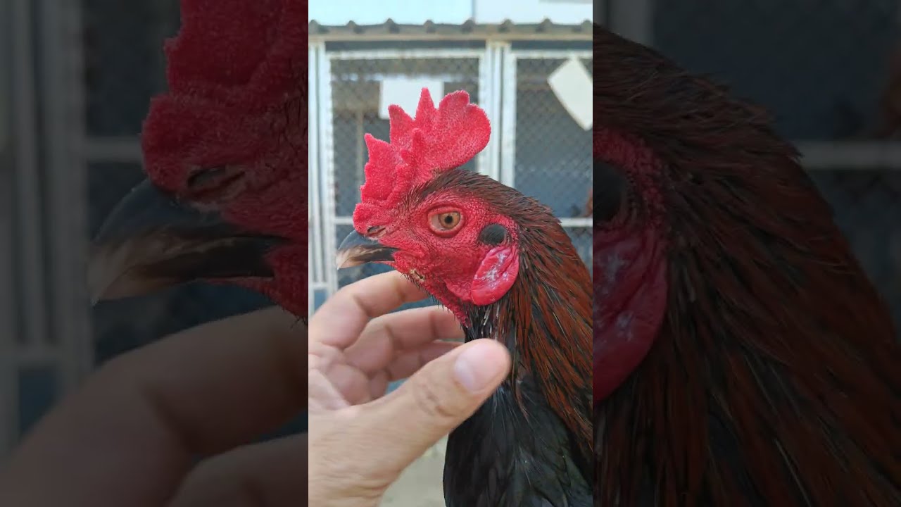 ...พามาชมไก่ตัวผู้หลังบ้าน