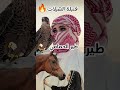 أفظل شيلة 2024 طير الحمامي 