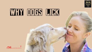 why dogs lick you | why dogs lick your face|  interesting facts | i am Aegan | tamil |