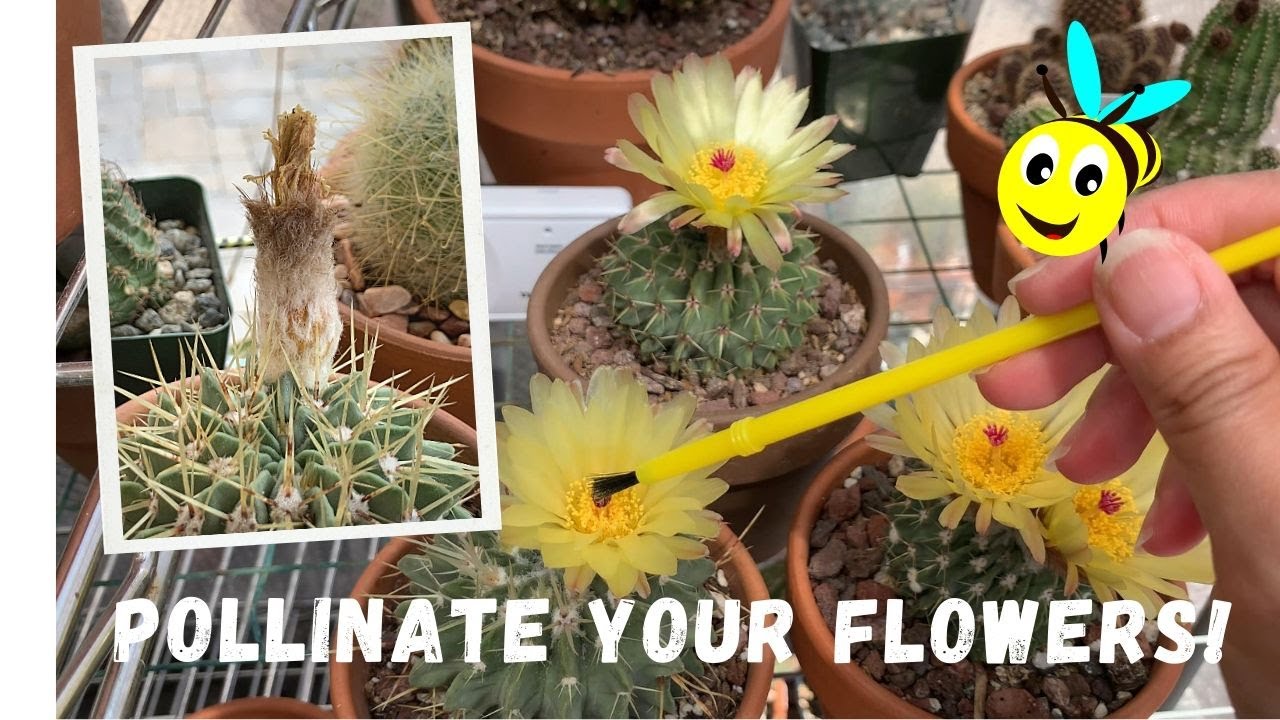 How to Pollinate a Cactus Flower (from flower to seeds) YouTube