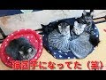 猫部屋を見回りに行ったら狭いベットに猫団子になってました！