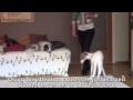 Dog Videos Lacey's first training lesson of clicker training Dog Videos Lacey's first training lesson of clicker training