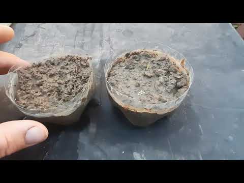 Видео: Използването на експандирана глина в страната: как да се използва за растения в градинарството? За какво друго е експандираната глина? Използвайте в градината